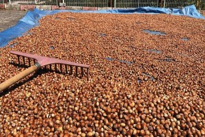 Hazelnut - Nuts from Turkey
